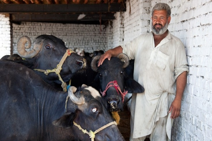 Farmer Jan Agha is able to take better care of his livestock through training at Field Schools, allowing healthier animals and increased incomes. Graham Crouch/World Bank